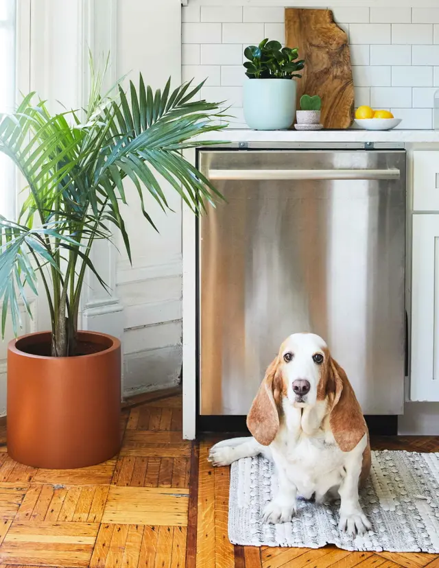 Pet-Friendly Plants