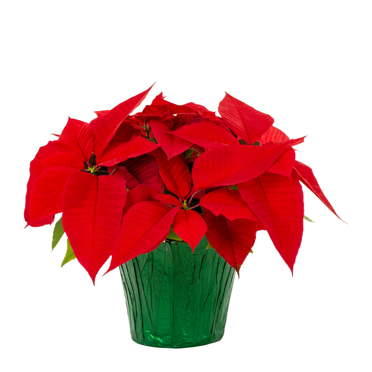 Holiday Poinsettia