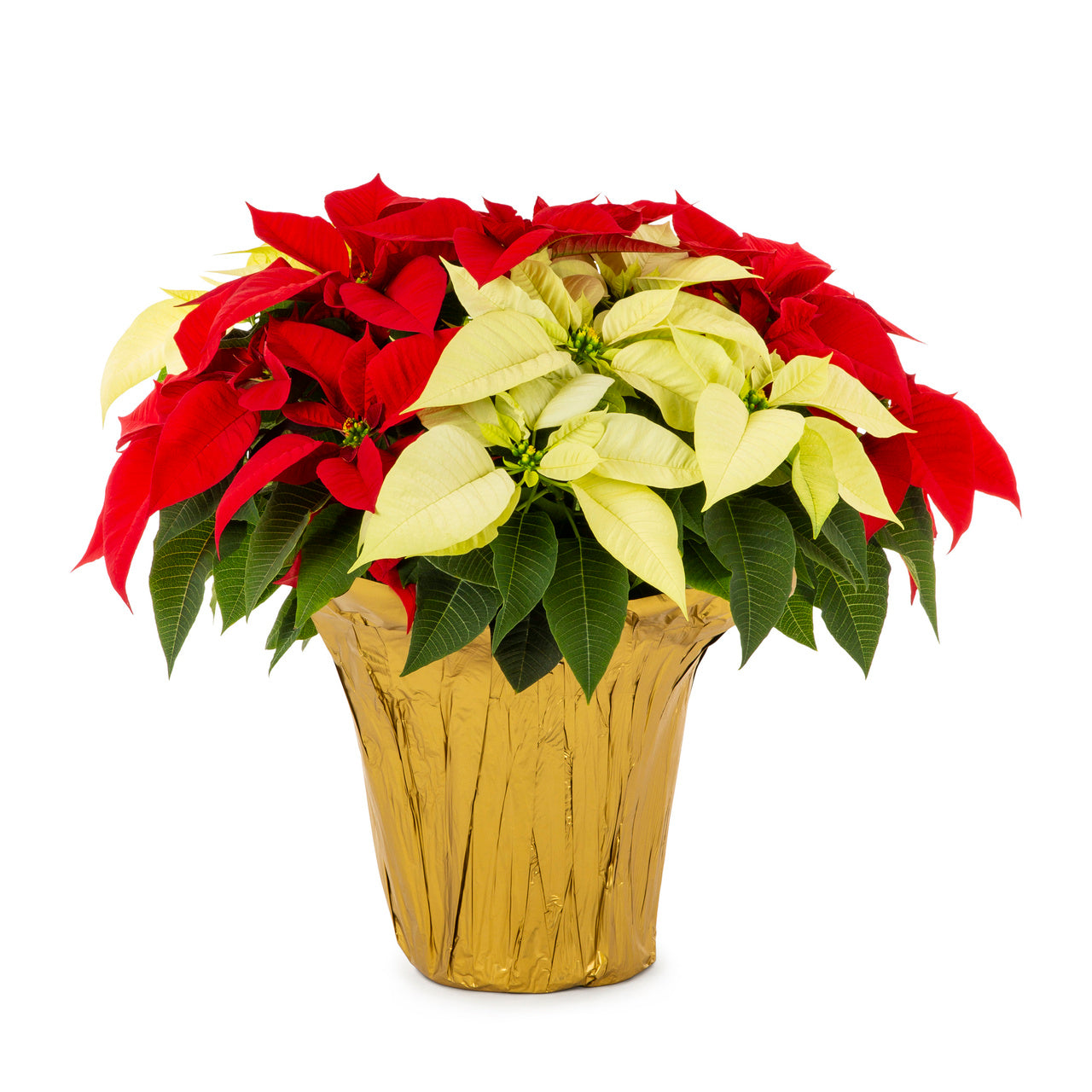 Holiday Poinsettia