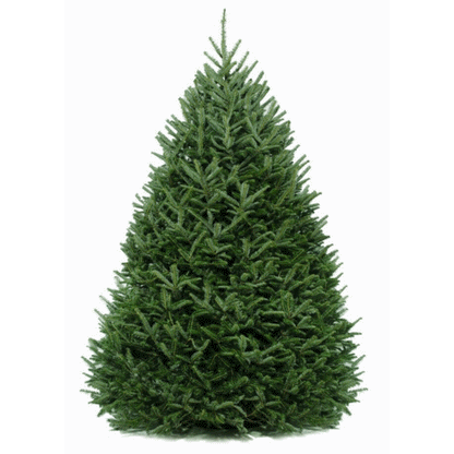 6 Ft. Fraser Fir Tree (Live Cut)