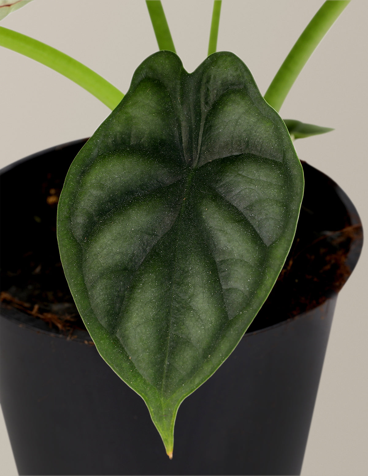 Alocasia 'Dragon Scale'