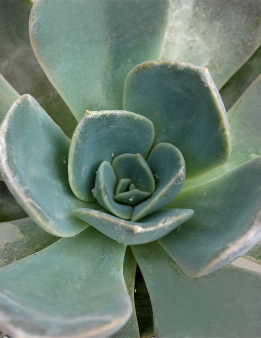 Echeveria Garotto