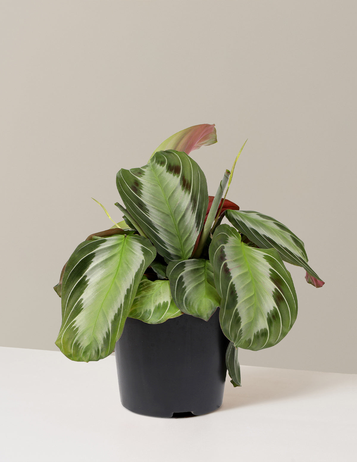 Maranta 'Silver'