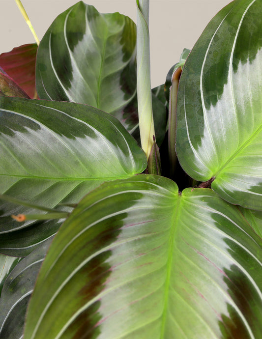 Maranta 'Silver'