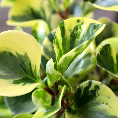 Peperomia Green Gold