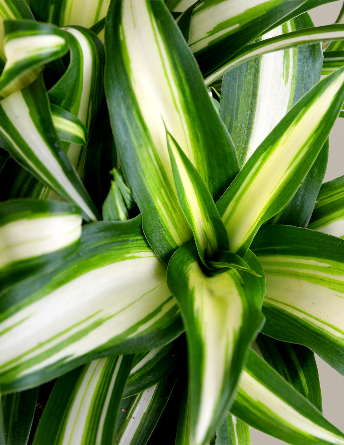 Spider Plant Variegated