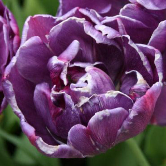 Blue Spectacle Tulip Bulbs