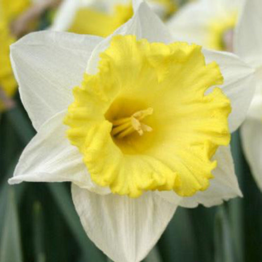 Daffodil Bulbs