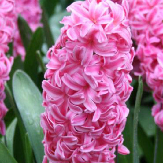 Pink Pearl Hyacinth Bulbs