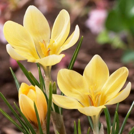 Crocus Bulbs