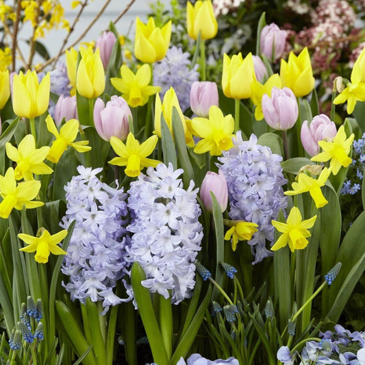 Mixed Fall Bulbs