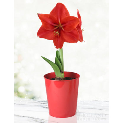 'Red Lion' Amaryllis Kit