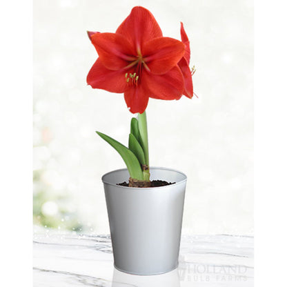 'Red Lion' Amaryllis Kit