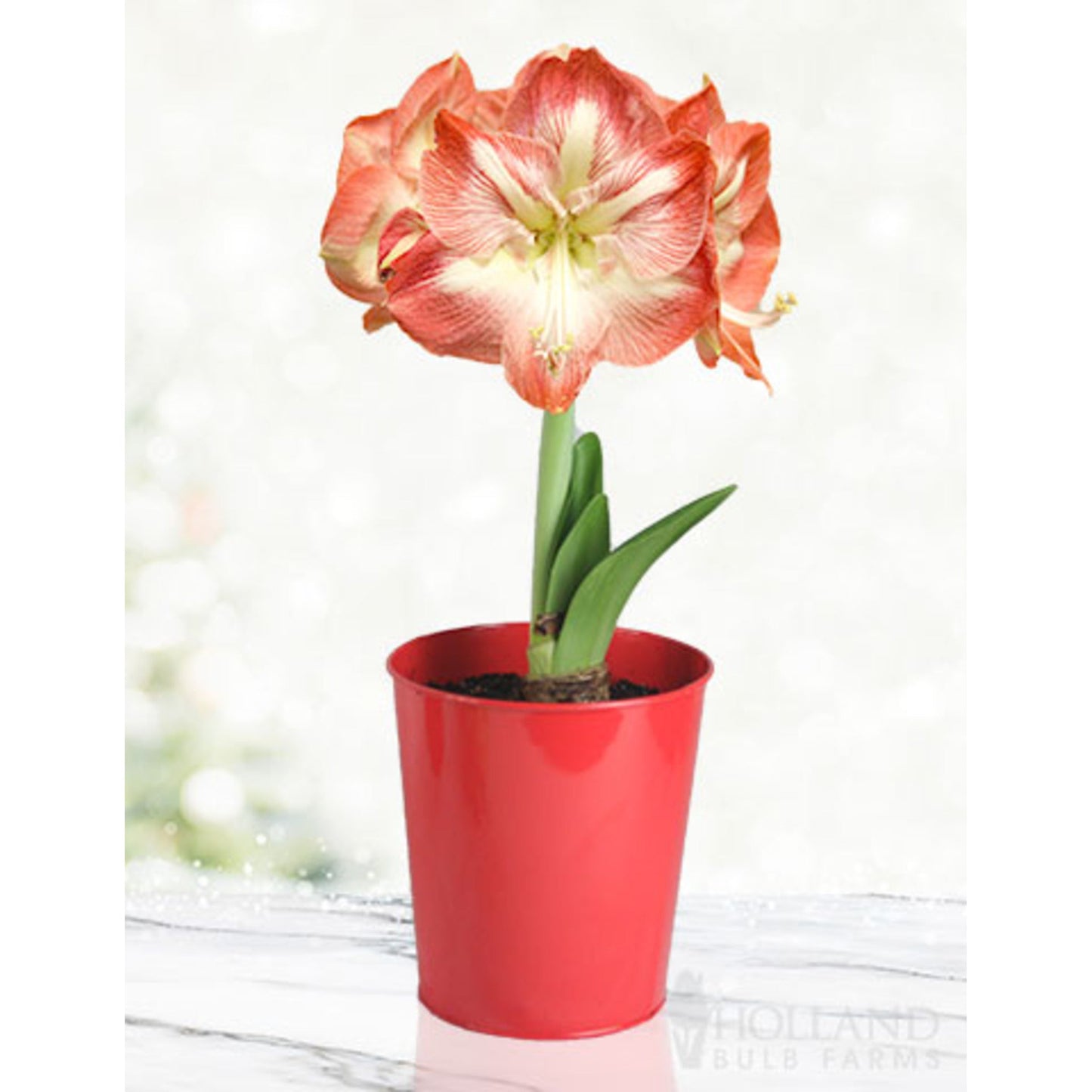 'Minerva' Amaryllis Kit