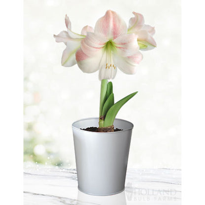 'Charming' Amaryllis Kit