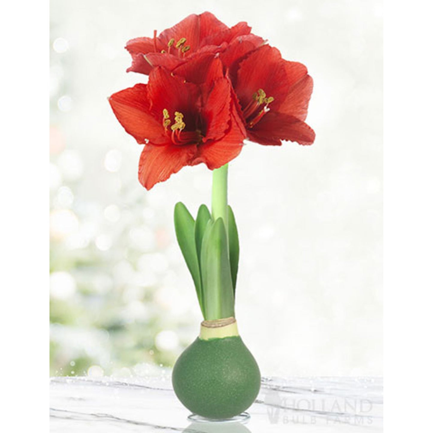 Waxed Amaryllis Bulb