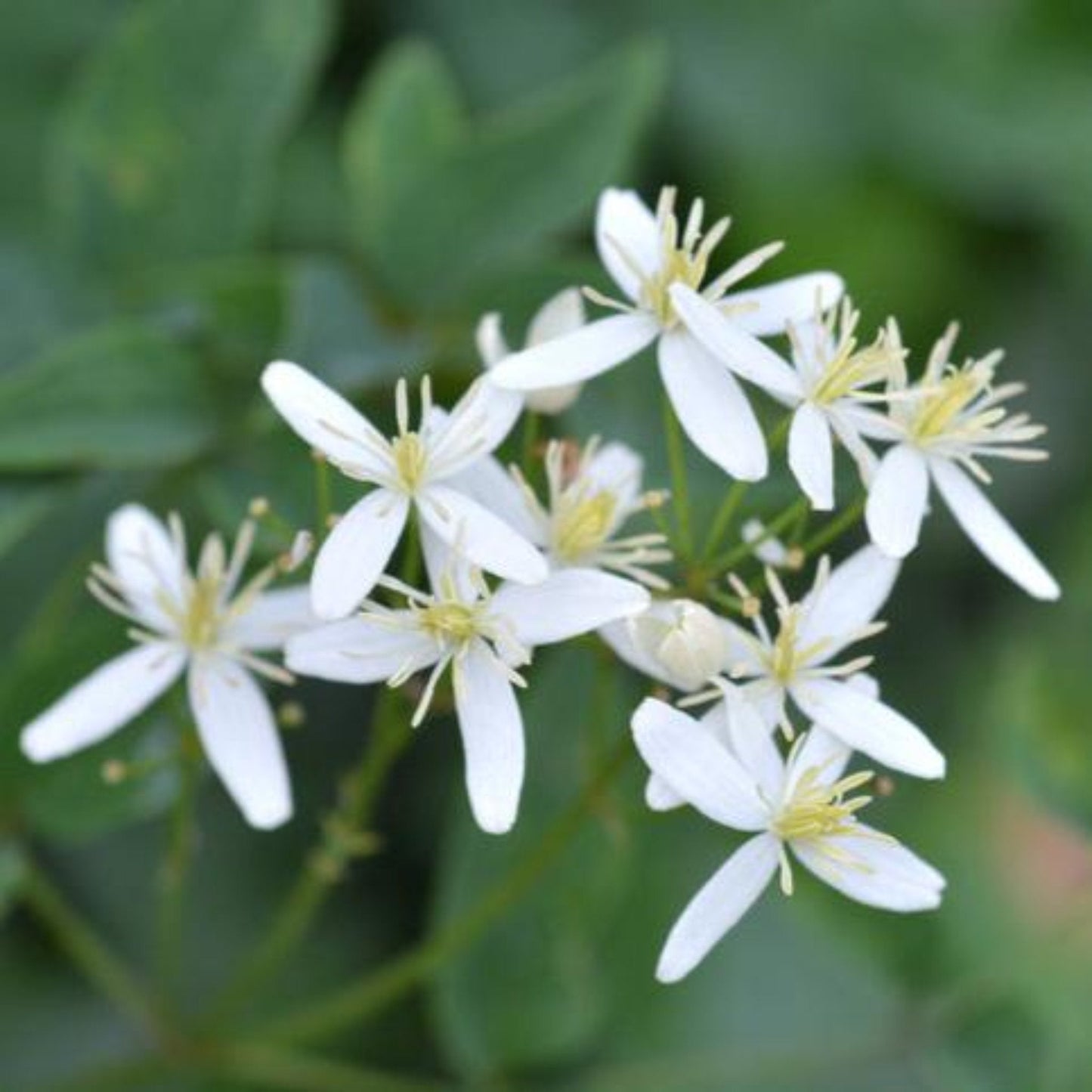 Armandii Snowdrift Clematis