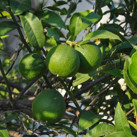 Persian 'Bearss' Lime Tree