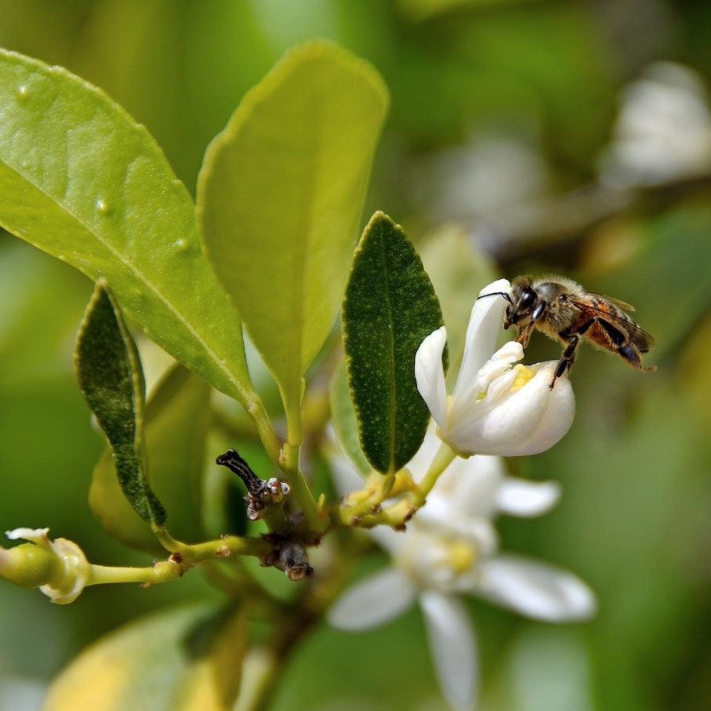 Persian 'Bearss' Lime Tree