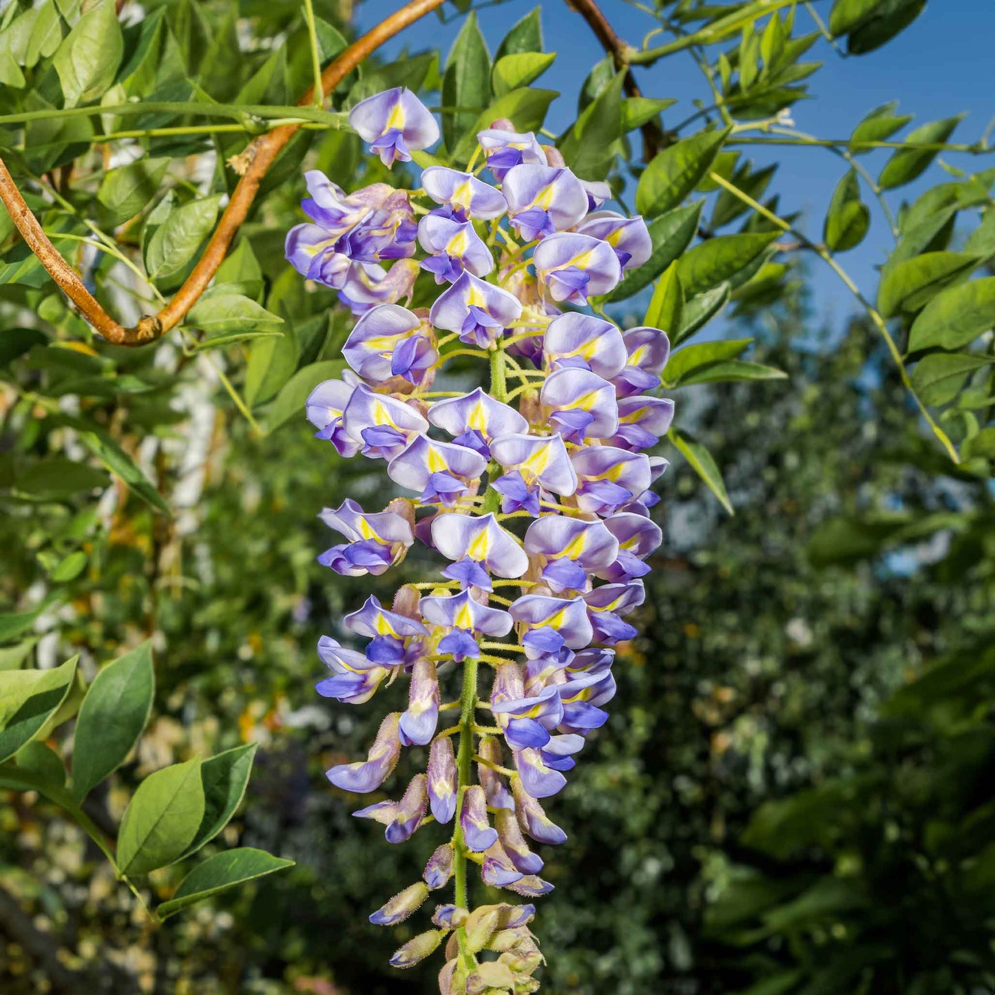 Blue Moon Wisteria