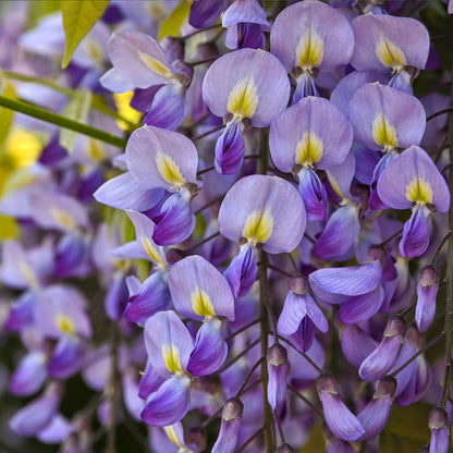 Blue Moon Wisteria