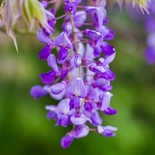 Blue Moon Wisteria