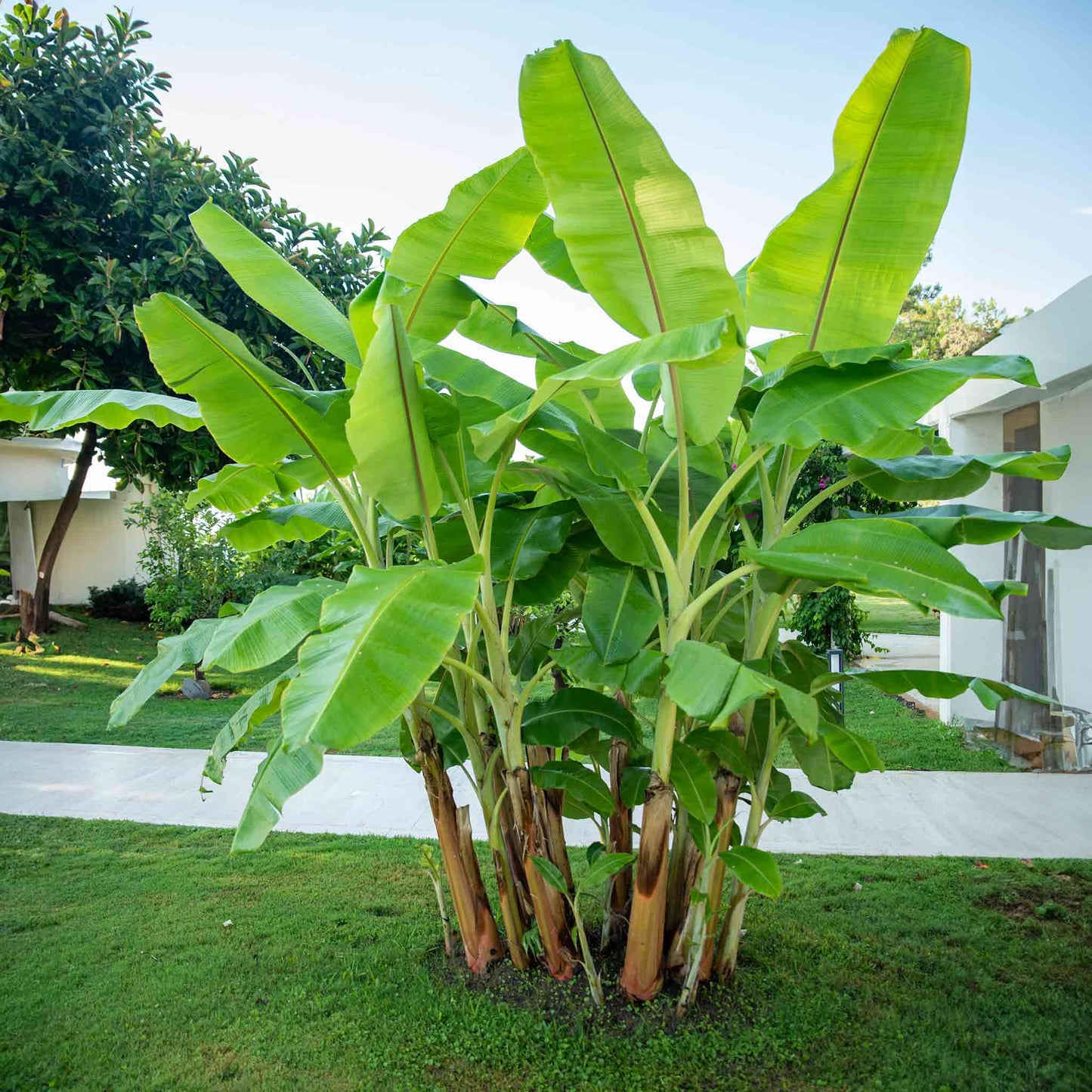 Cold Hardy Banana Tree