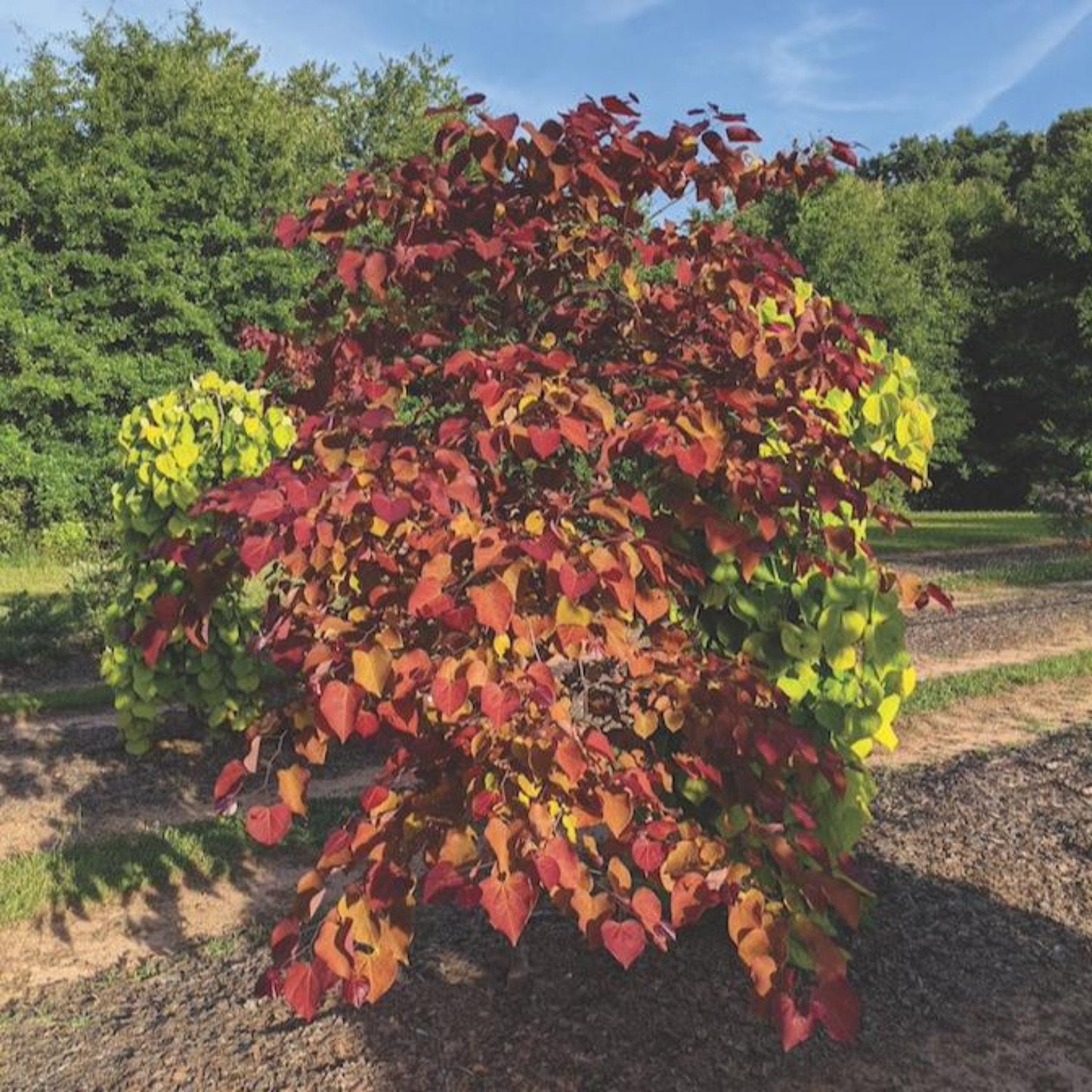 Flame Thrower® Redbud Tree