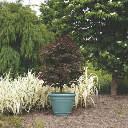 Garden Gems® Amethyst Redbud