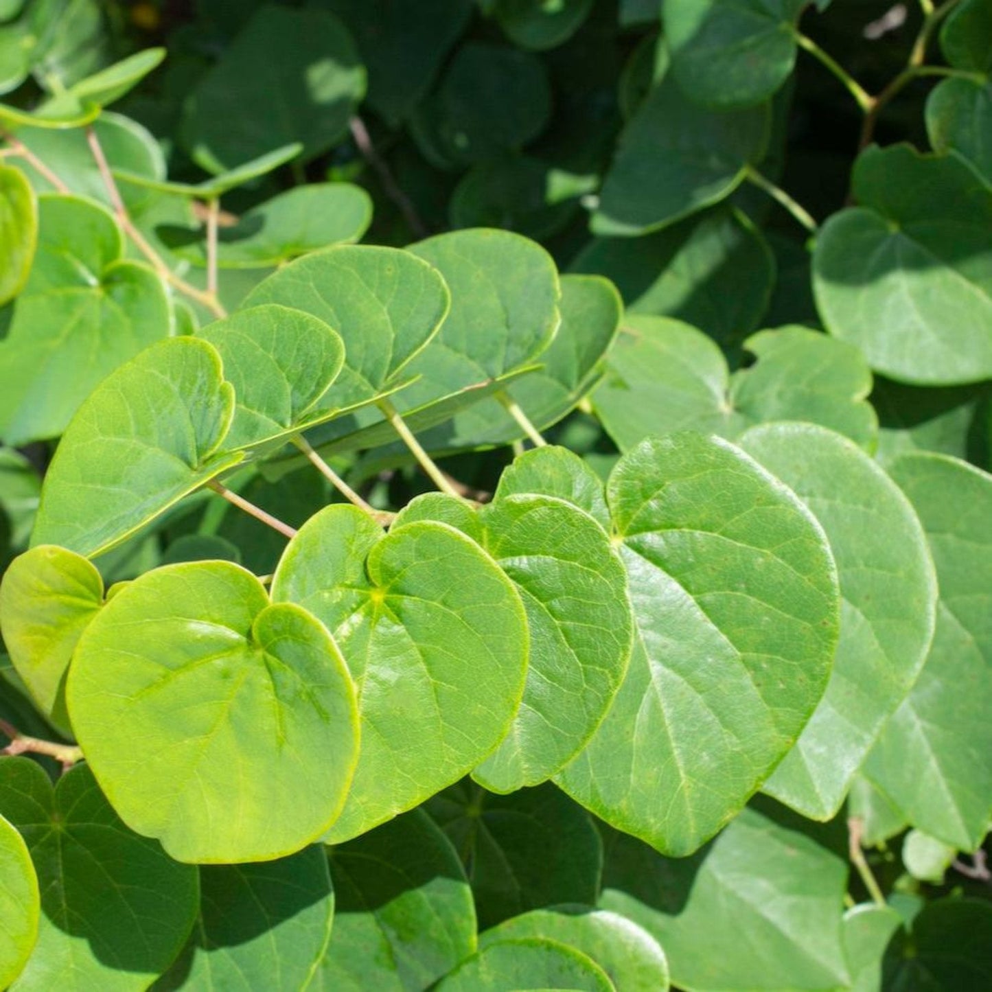 Garden Gems® Emerald Redbud