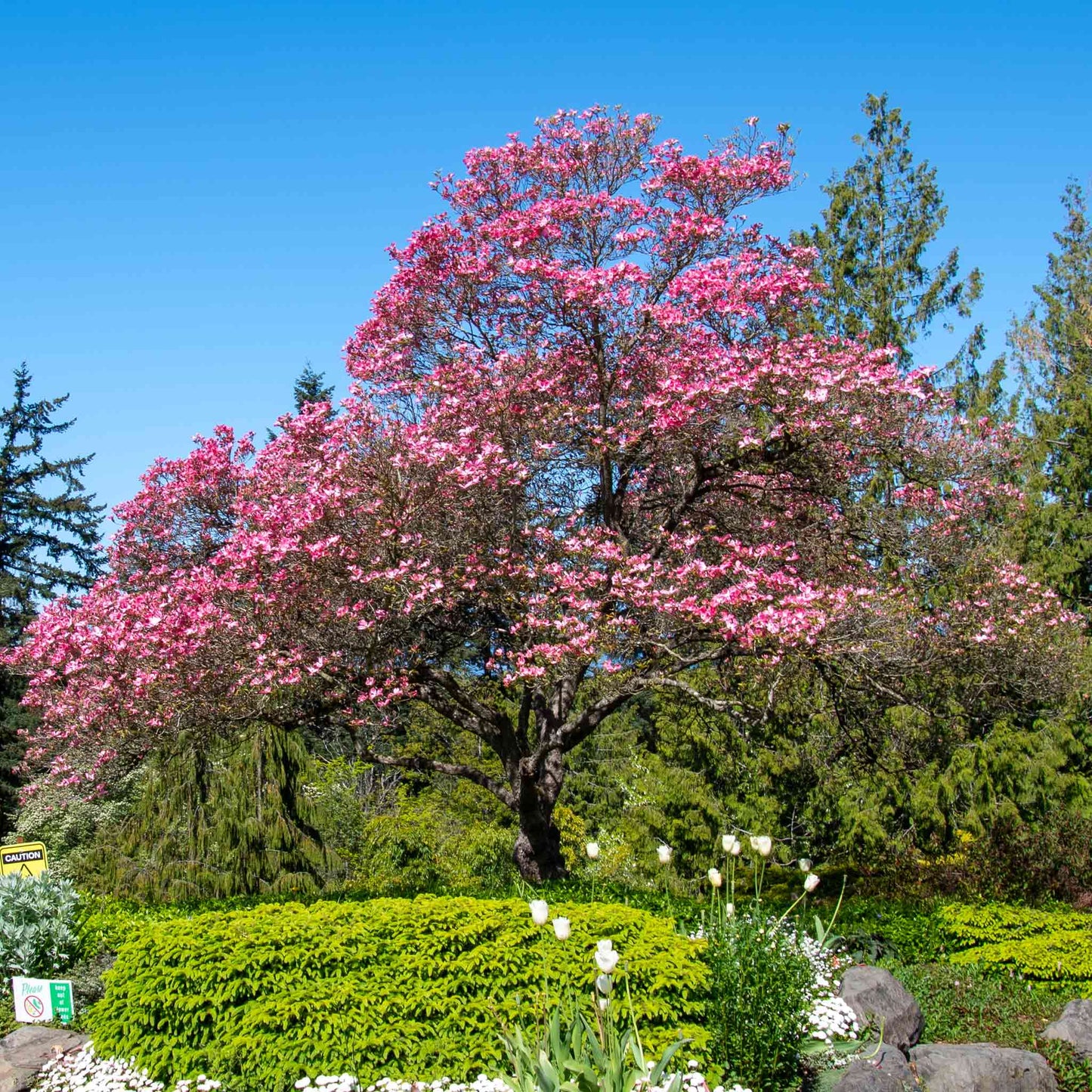 Cherokee Chief Pink Dogwood