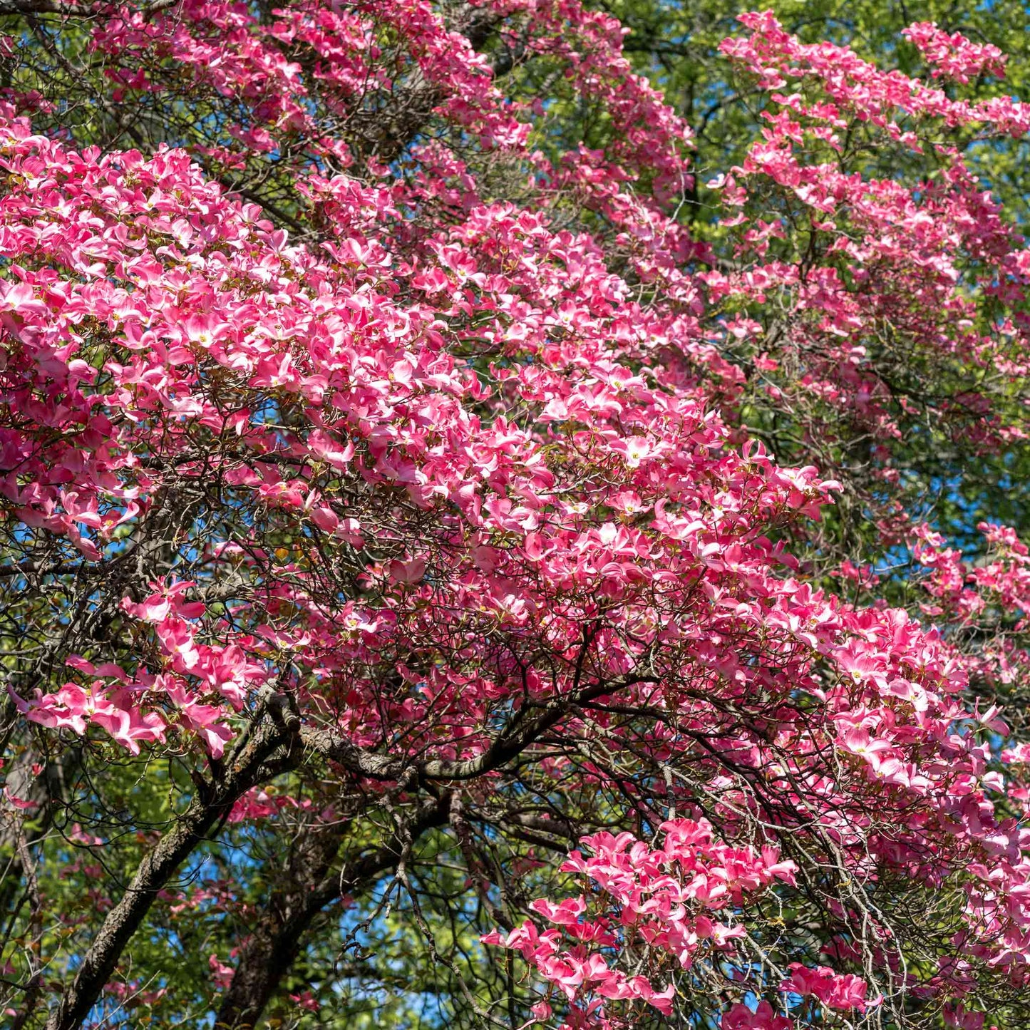 Cherokee Chief Pink Dogwood