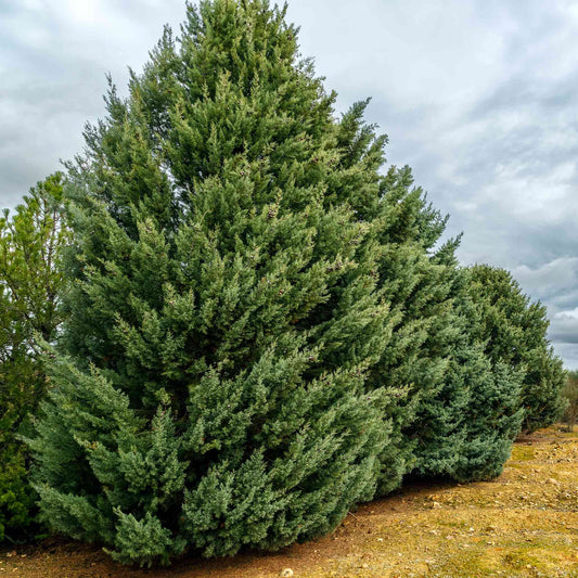 Arizona Cypress - Carolina Sapphire