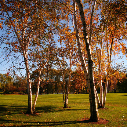 Dura Heat® Birch Tree