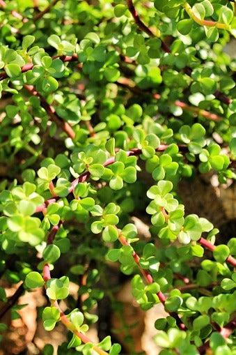 Portulacaria Elephant Bush