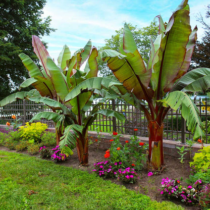 Ensete Banana