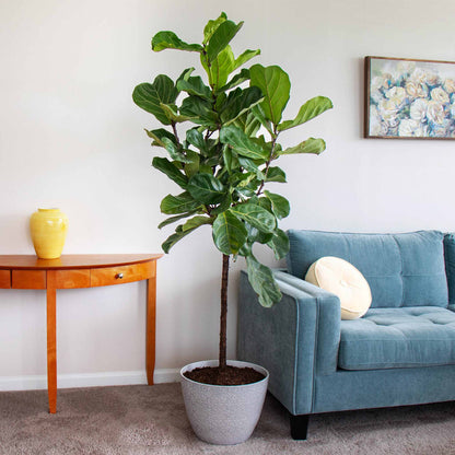 Fiddle Leaf Fig