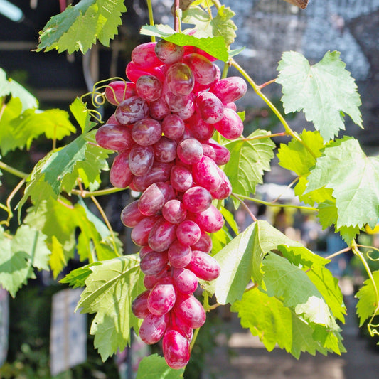 Flame Red Seedless Grape