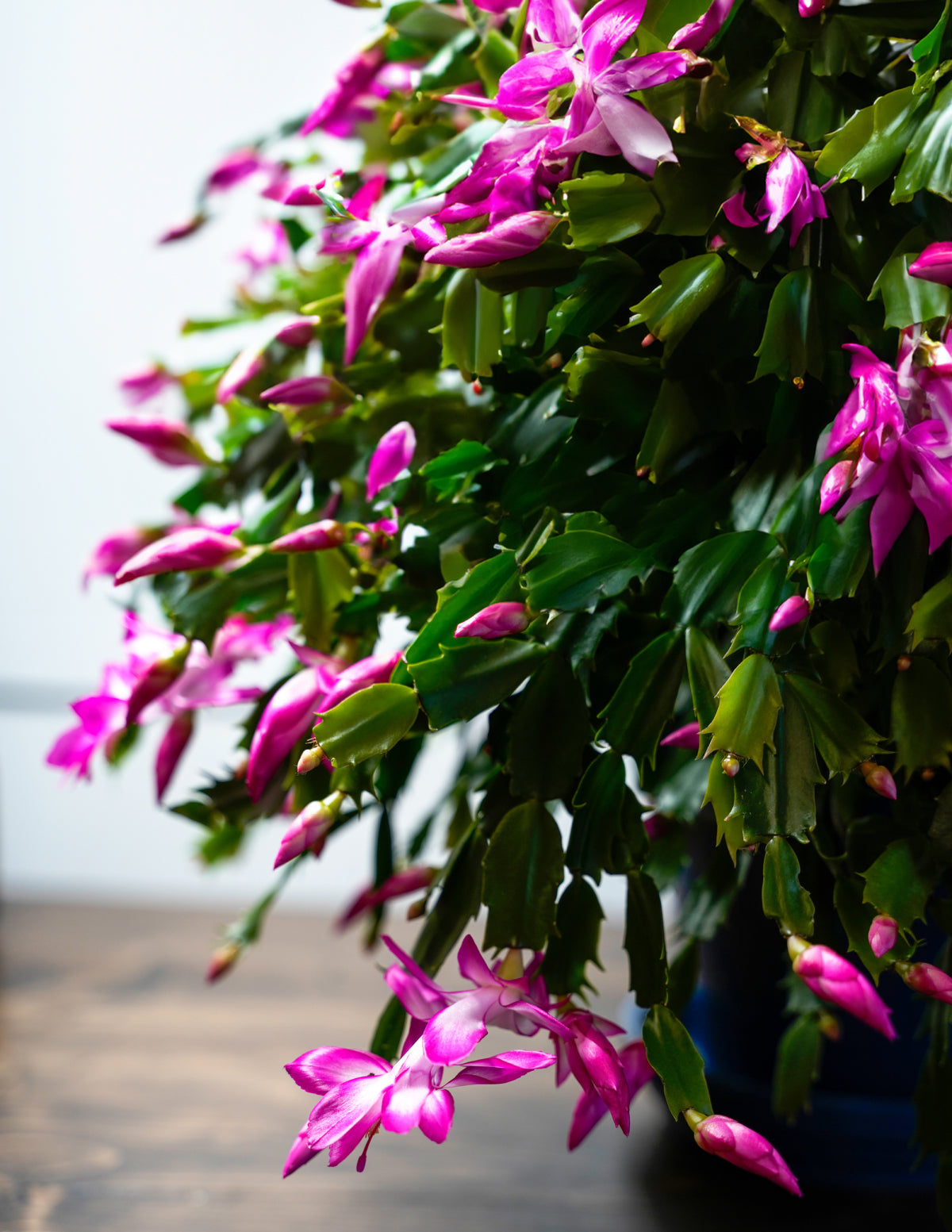 Christmas Cactus Hanging Basket