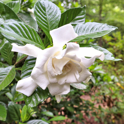 Frost Proof Gardenia