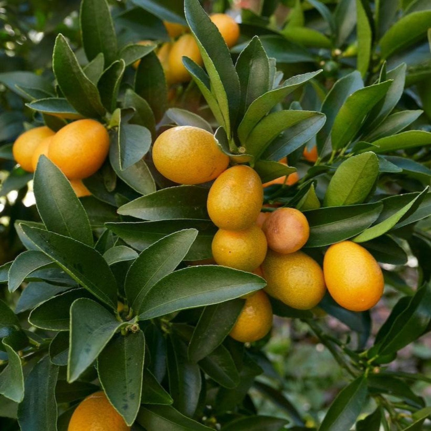 Fukushu Kumquat Tree