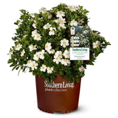 ScentAmazing® Gardenia