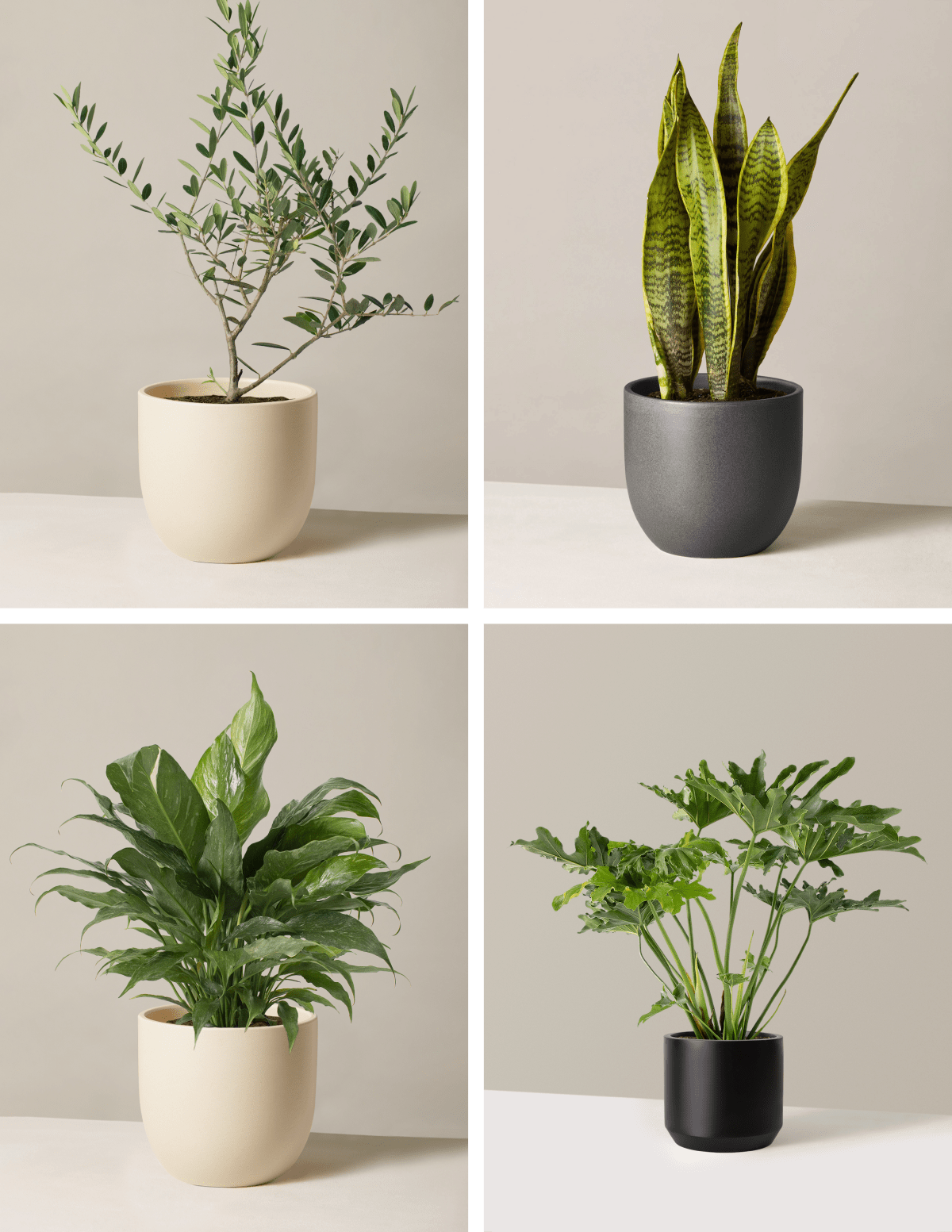 ‘Hope Garden’ Houseplant Bundle