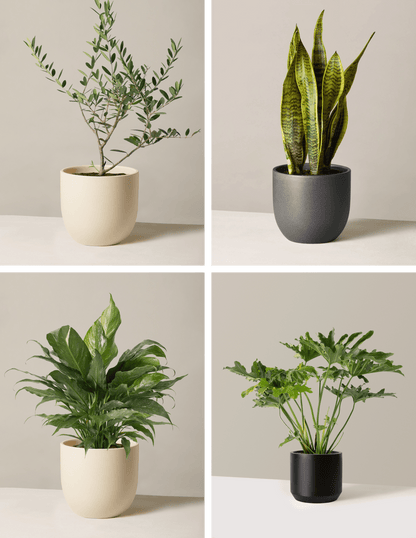 ‘Hope Garden’ Houseplant Bundle