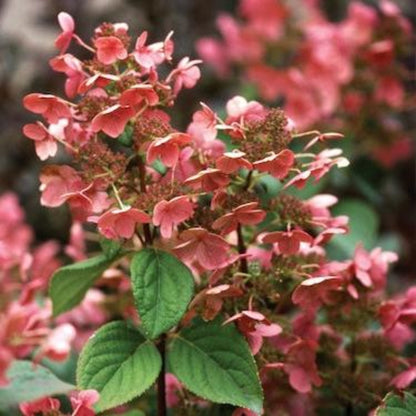 Quick Fire® Hydrangea Tree