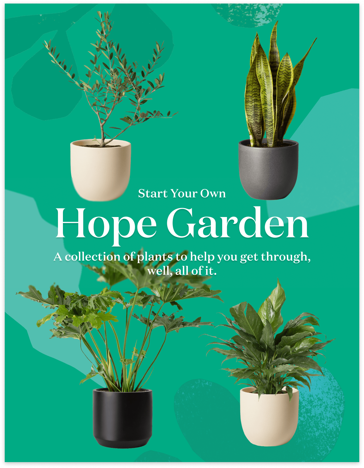 ‘Hope Garden’ Houseplant Bundle