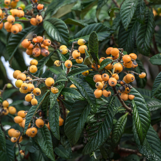 Japanese Loquat