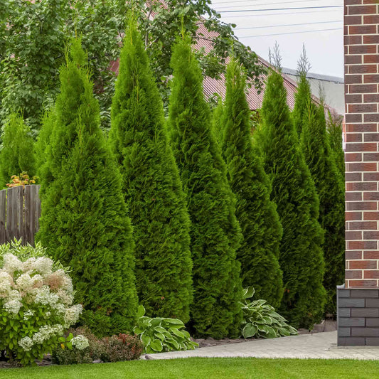 Junior Giant Thuja Tree