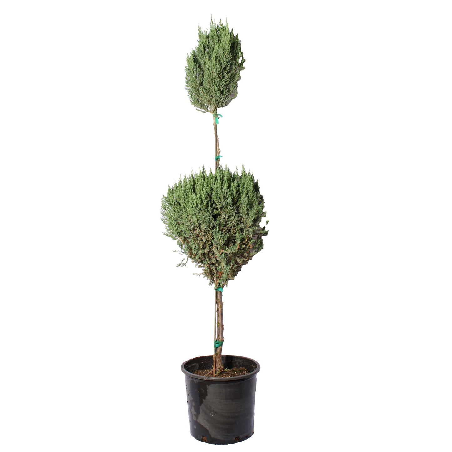 Blue Point Juniper Topiary