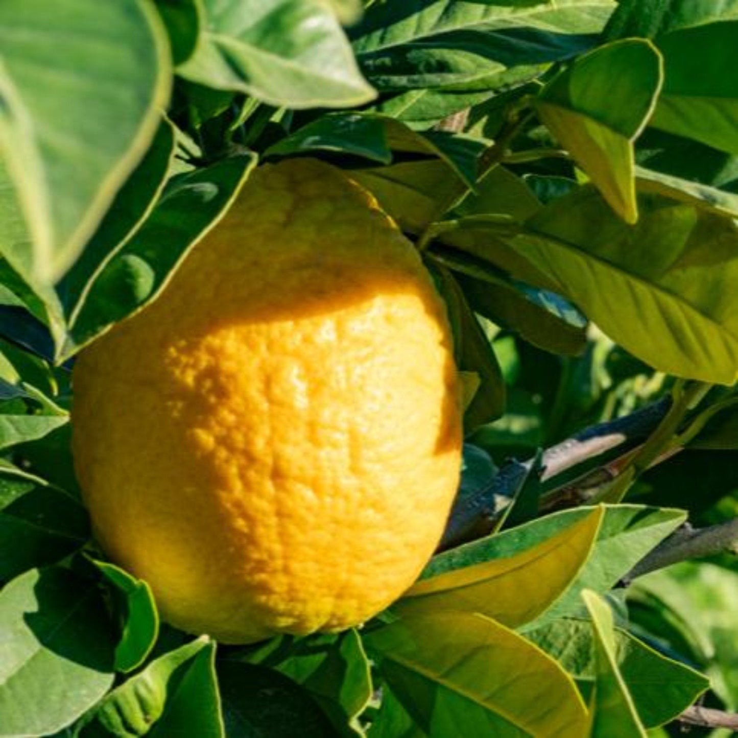 Lisbon Lemon Tree